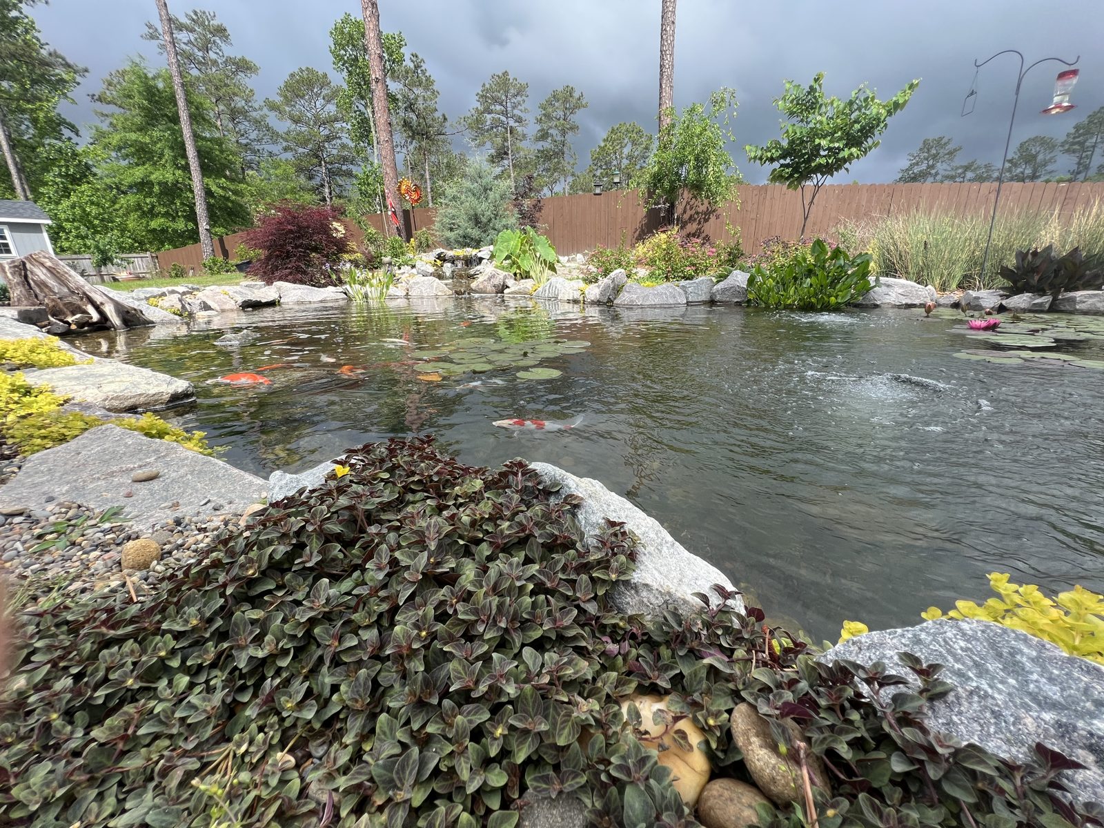 Koi in a planted Sandhills backyard pond