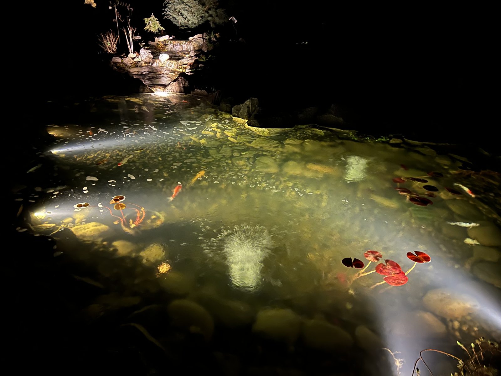Koi and lily pads in a lit pond at night