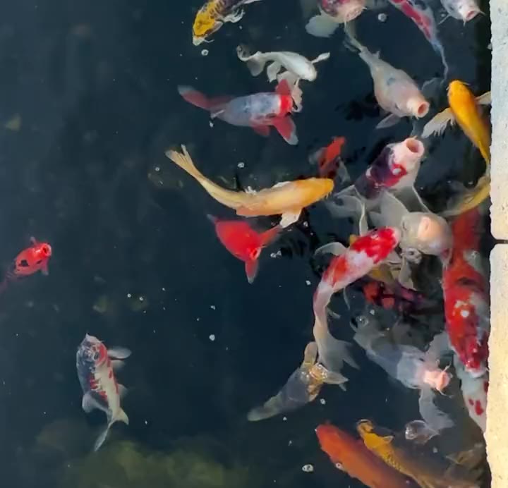 Koi swimming over river rock in a clear-water pond