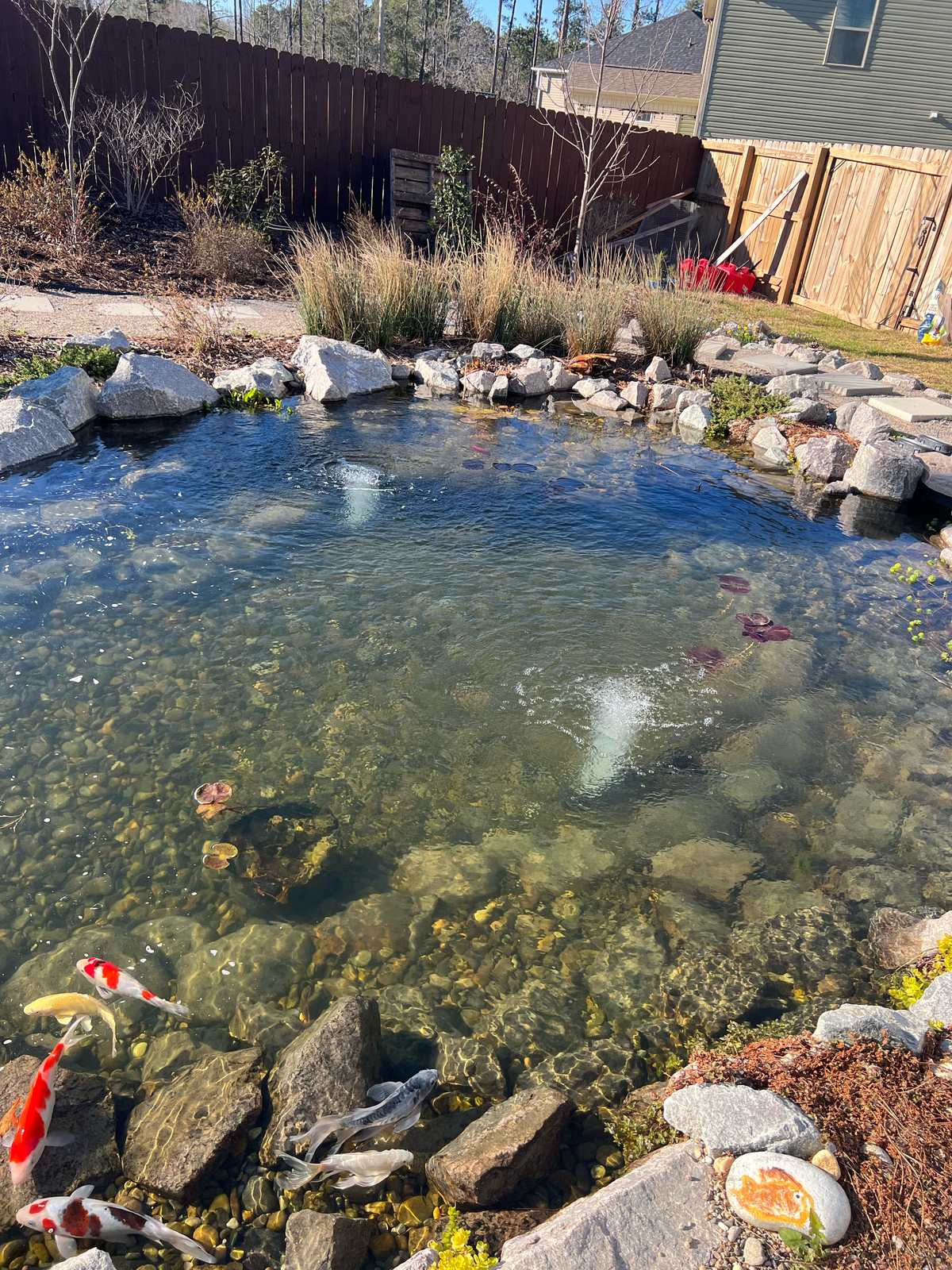 Koi swimming in crystal-clear water in a West End pond